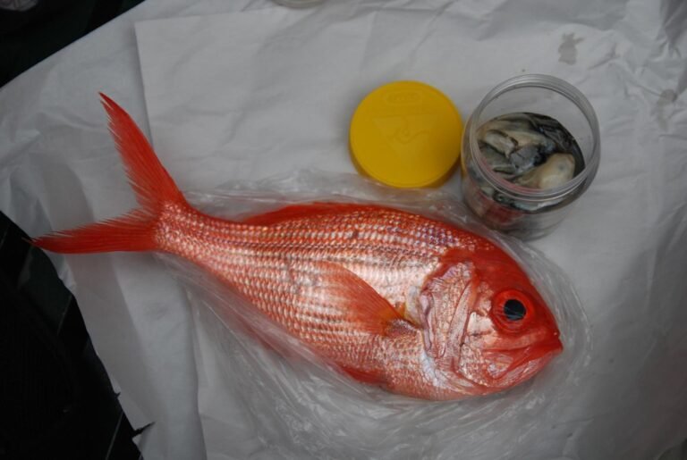 What Is Redfish and What Does It Taste Like?