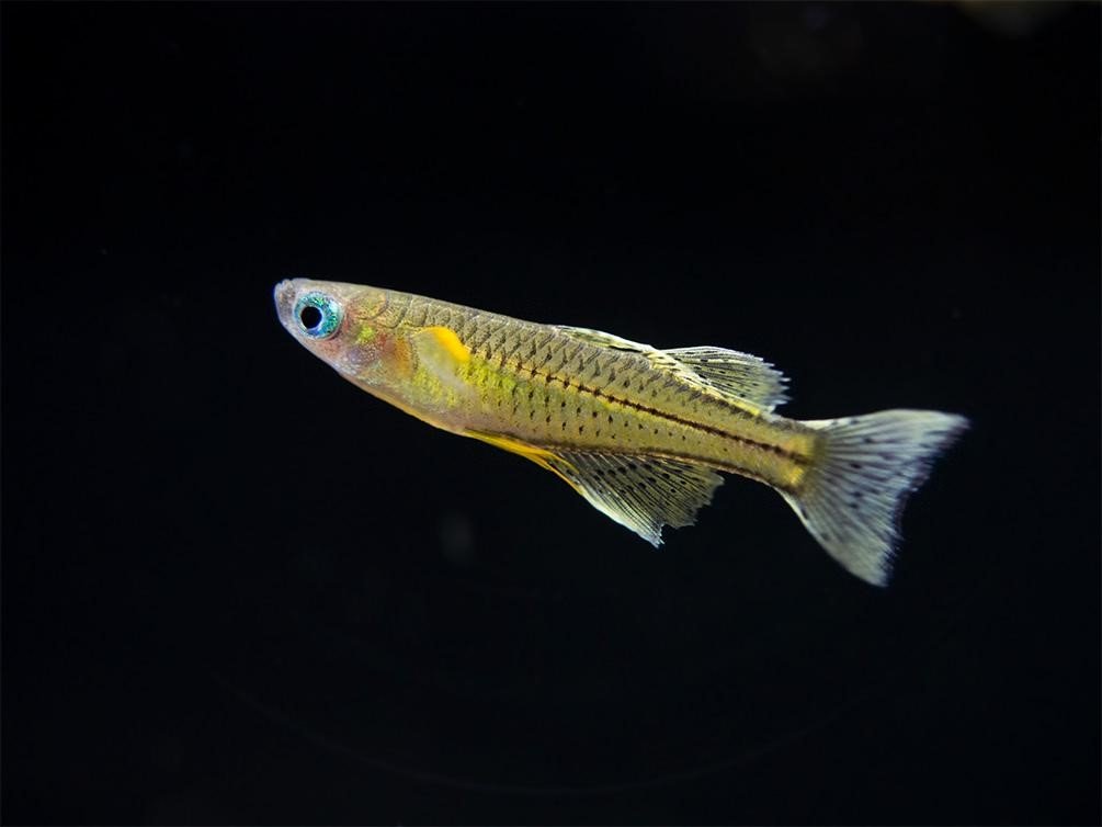 Gertrude-Regenbogen-Fisch