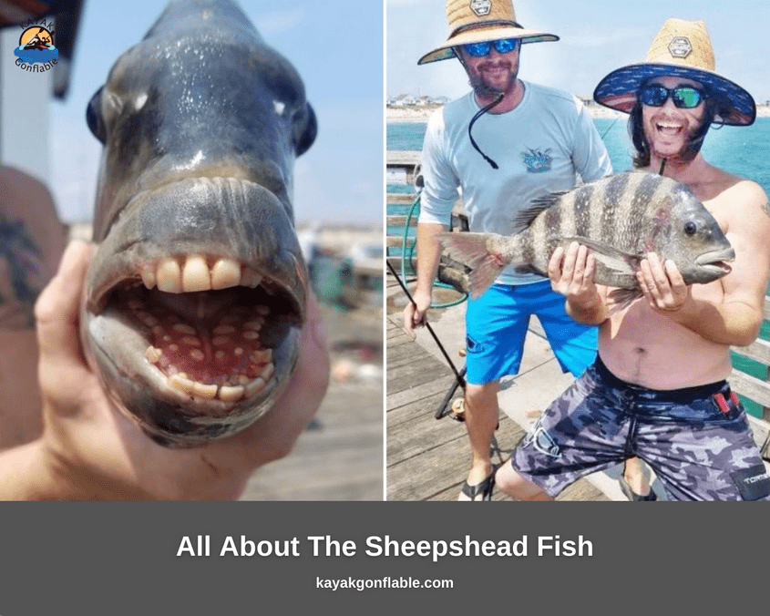 Sheepshead Fish With Human Teeth - All About The Sheepshead Fish Teeth