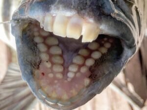 Dents de poisson-tête de mouton