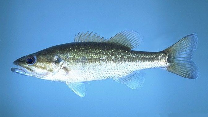 Gefleckter Bass Fisch