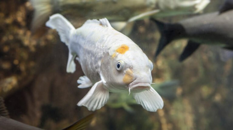 Everything About The Ghost Carp Fish