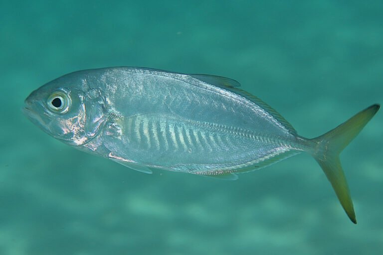 Tutto sul pesce corridore azzurro (Caranx Crysos)