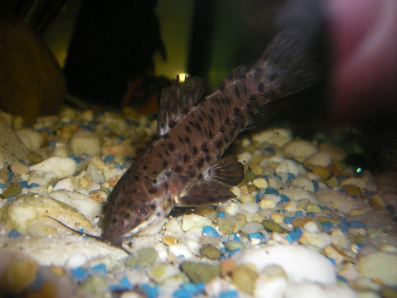 Hoplo-catfish