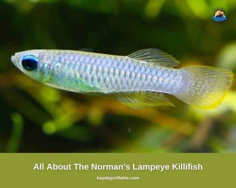 All About The Norman’s Lampeye Killifish