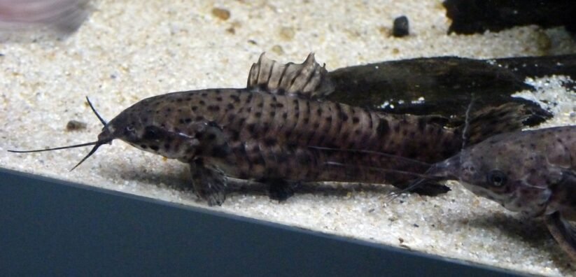 pesce gatto-hoplo-maculato