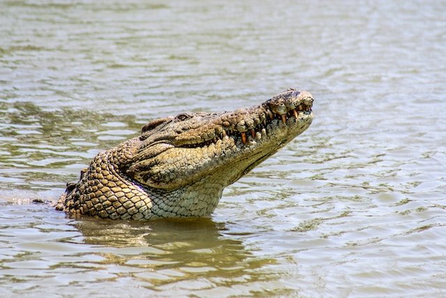 Alligator regardant