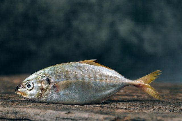 Quanto tempo può vivere un pesce fuori dall'acqua?