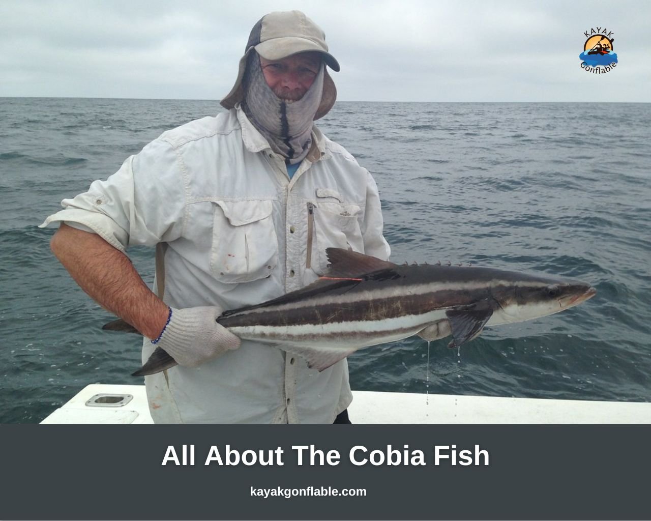 All About The Cobia Fish