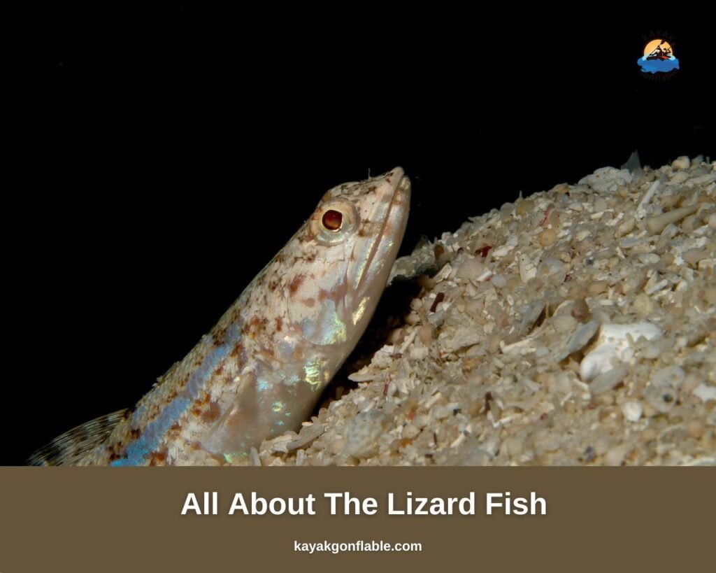 All About The Lizard Fish
